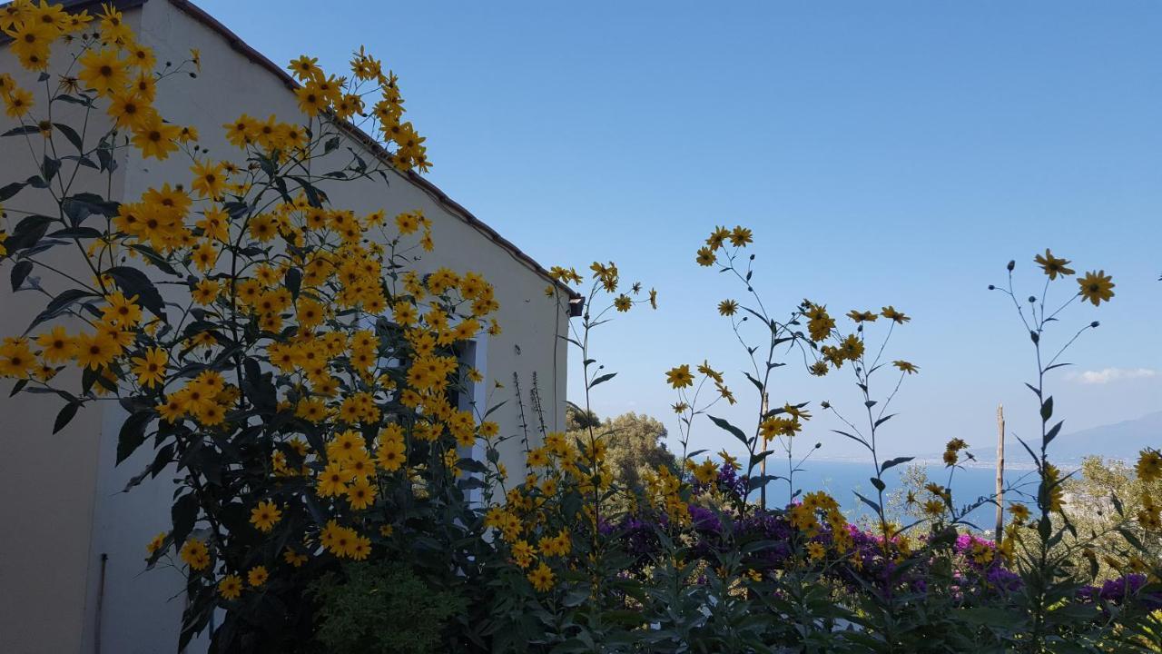 Gli Ulivi Agriturismo Sant'Agnello Dış mekan fotoğraf