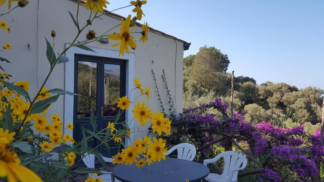 Gli Ulivi Agriturismo Sant'Agnello Dış mekan fotoğraf