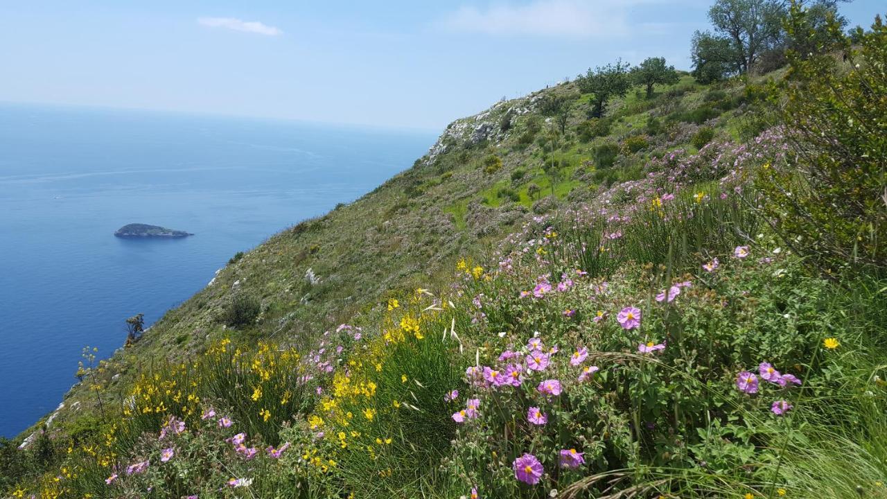 Gli Ulivi Agriturismo Sant'Agnello Dış mekan fotoğraf