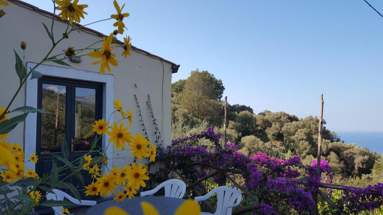 Gli Ulivi Agriturismo Sant'Agnello Dış mekan fotoğraf
